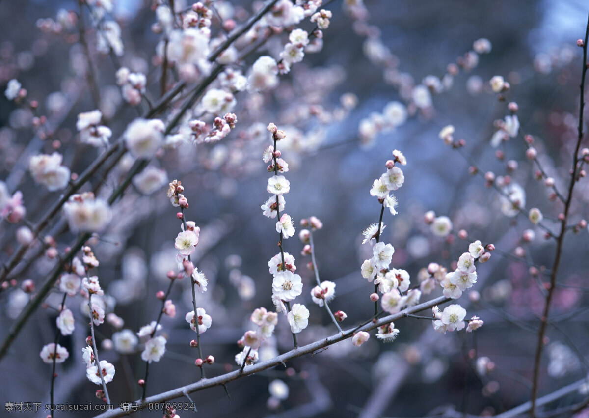 樹枝花朵 鮮花 花瓣 樹桿 藍色