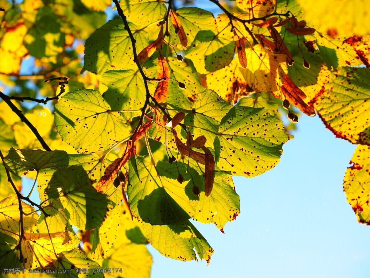 叶子 秋季 阳光 丰富多彩 秋天的颜色 秋天的落叶 背光