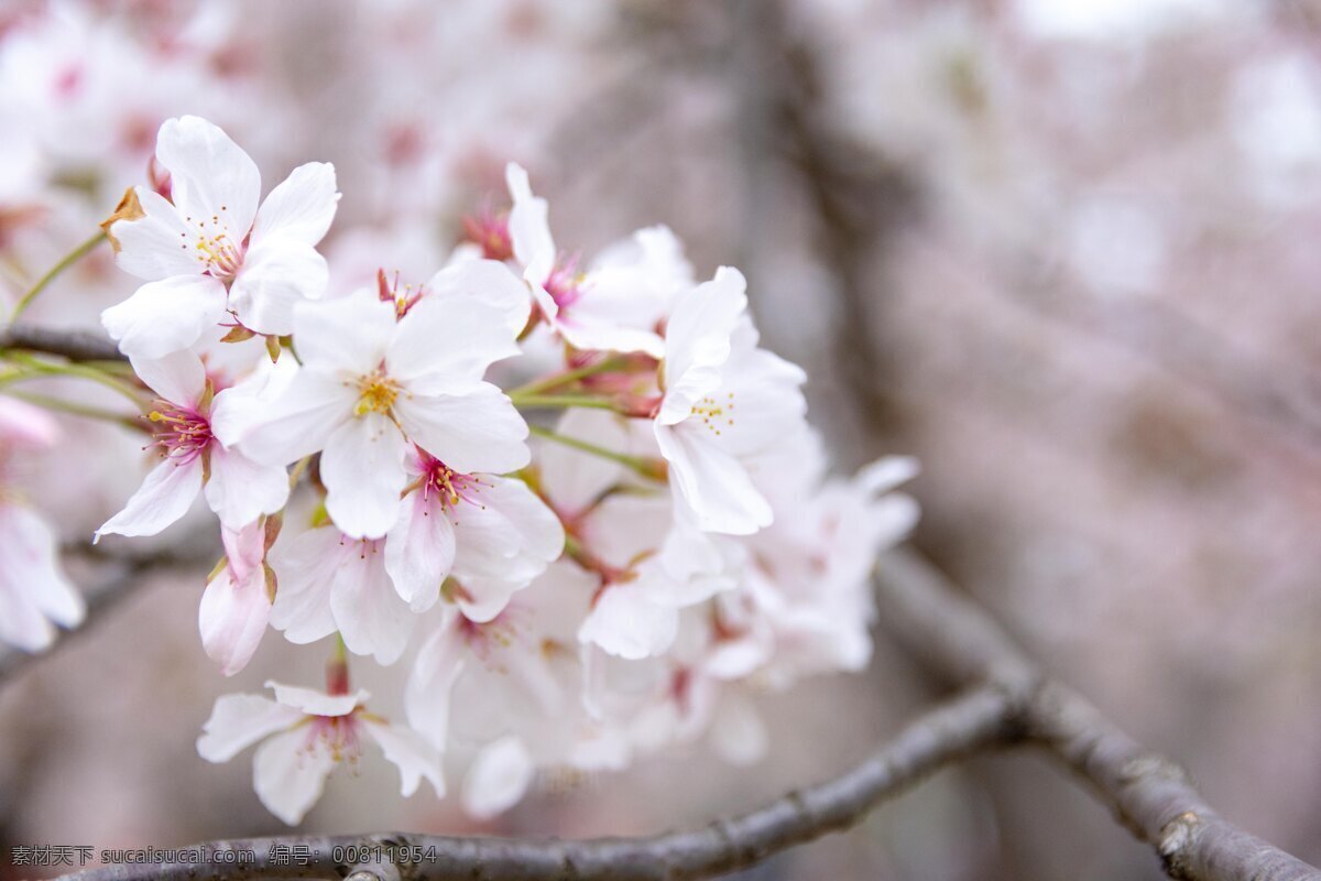 四月 春意 关 不住 顾村公园 顾村 樱花 花 一枝花 粉色 公园 自然景观 自然风景