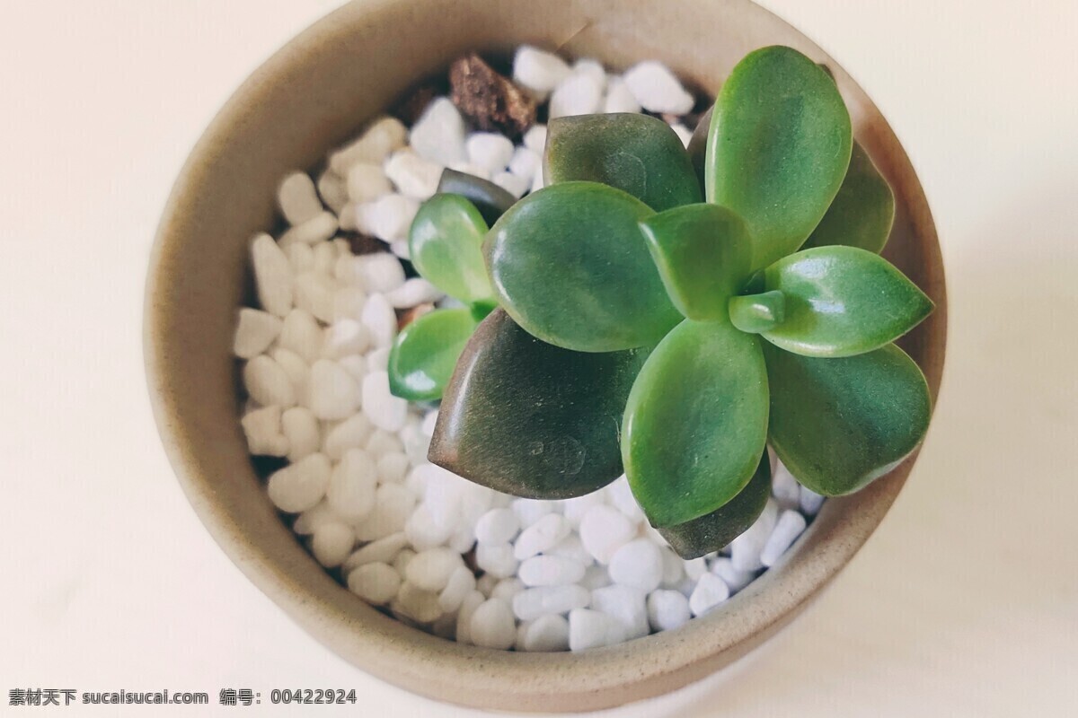 多肉植物圖片 多肉 綠色 植物 盆栽 美圖 建筑園林 室內(nèi)攝影