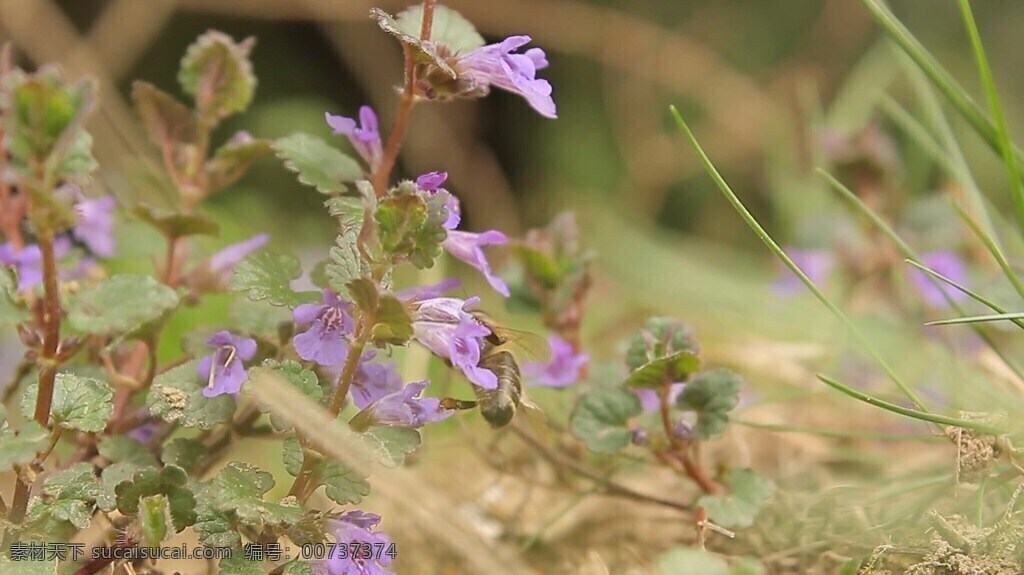 视频 实拍视频 视频素材 拍摄 紫色 花卉 紫色花卉