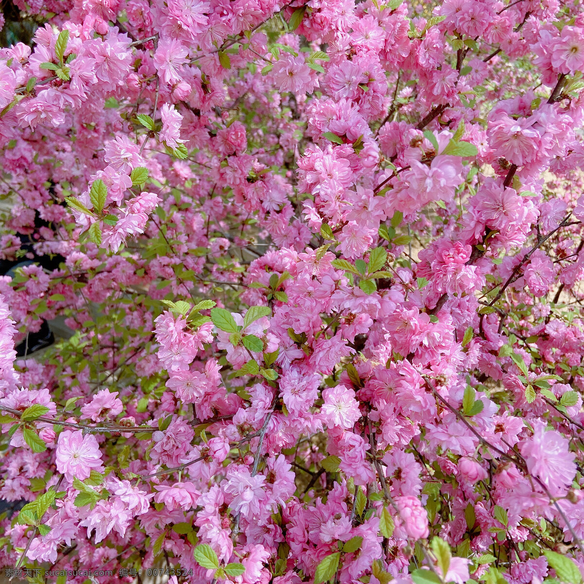 蔷薇花图片 蔷薇花 花朵 春天 繁花朵朵 粉紫色的花 自然景观 自然风景