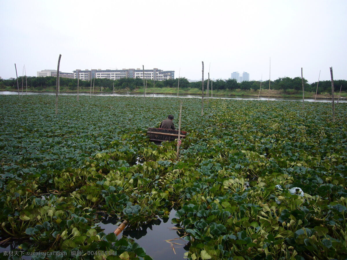 溫州 三 垟 濕地 菱角 水田 采菱角 國(guó)內(nèi)旅游 旅游攝影