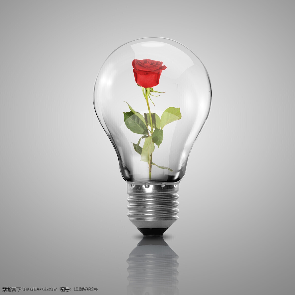電燈里的鮮花 鮮花 花朵 玫瑰 電燈 電燈攝影 燈泡 生活用品 節(jié)能 環(huán)保 其他類別 生活百科 灰色