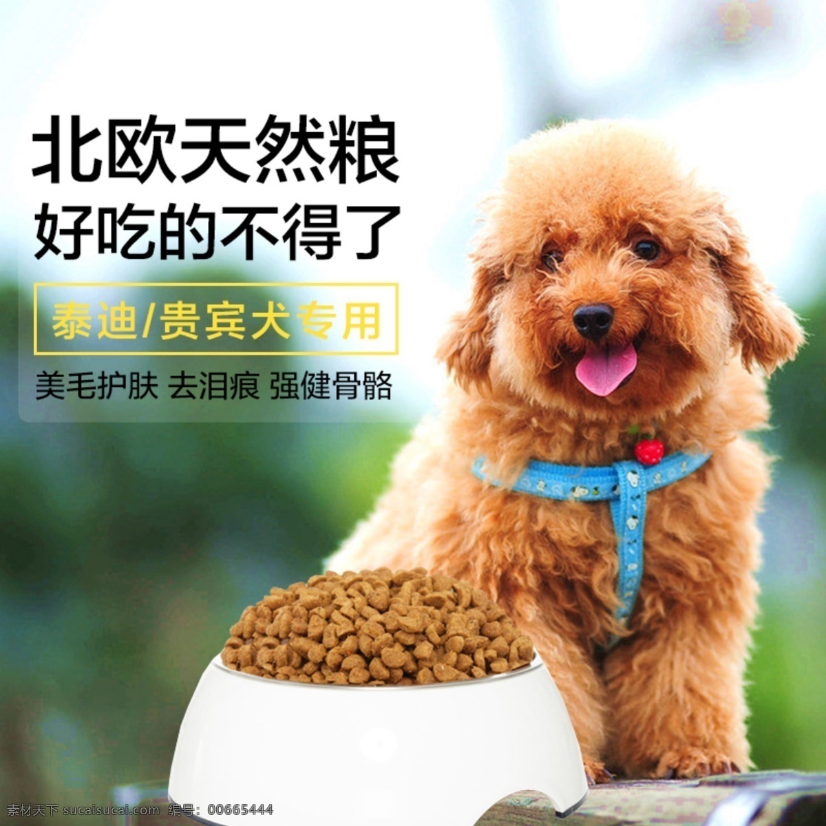 天然狗糧主圖 寵物主圖 淘寶 寵物用品 主 圖 直通車 狗糧 淘寶主圖 主圖 狗狗 寵物 psd素材 寵物零食 簡(jiǎn)約主圖 直通車背景 背景 貴賓犬 白色
