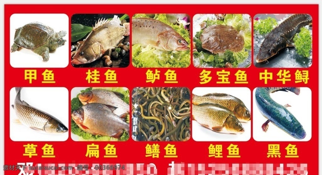 水產(chǎn) 活魚 魚 甲魚 桂魚 鱸魚 多寶魚 中華鱘 鯉魚 草魚 扁魚 鱔魚 黑魚