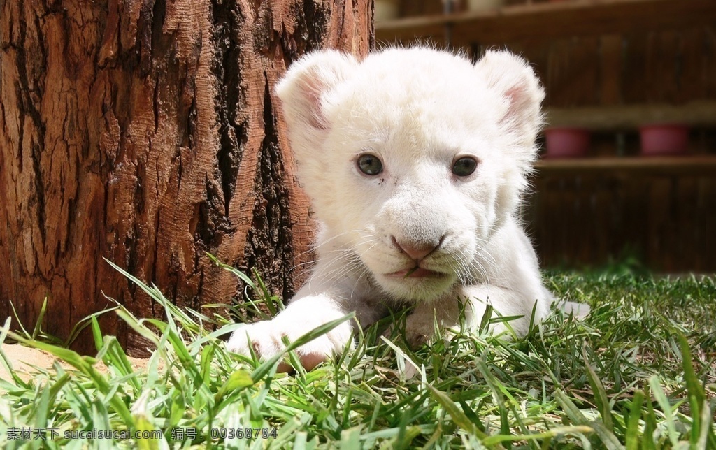 小狮子 狮子 panthera leo 狮 lion 狻猊 大型猫科动物 哺乳动物 猫科动物 亚洲狮 非洲狮 刚果狮 加丹加狮 肯尼亚狮 喀麦隆狮 克鲁格狮 巴巴里狮 北非狮 阿特拉斯狮 开普狮 努比亚狮 罗斯福狮 塞内加尔狮 索马里狮 卡拉哈里狮 洞狮 雄狮