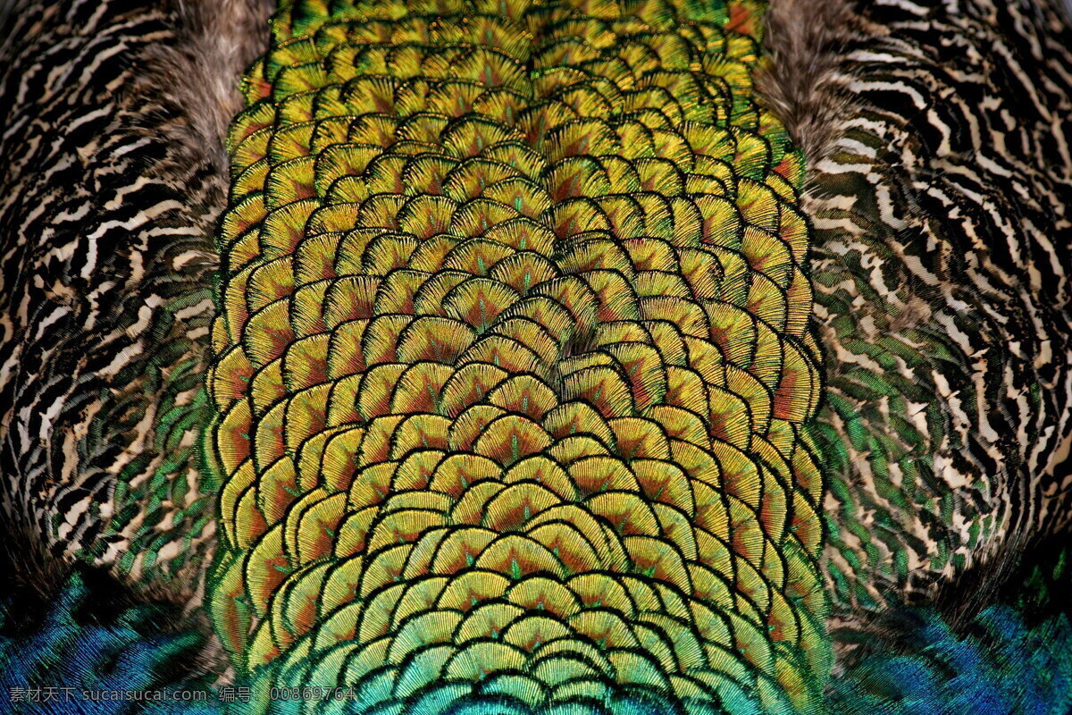 色彩斑斓 羽毛 彩色羽毛 鸟类羽毛 孔雀羽毛 羽毛高清图 自然与风景 生物世界 鸟类