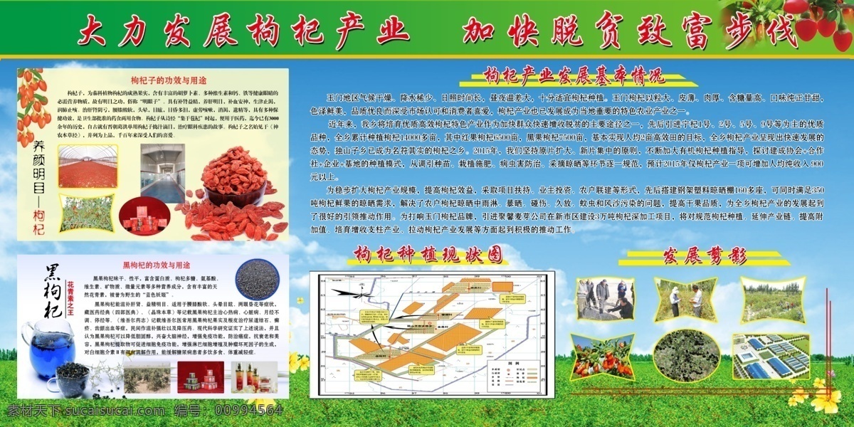 黑枸杞簡介 紅枸杞簡介 照片 枸杞地 枸杞展板