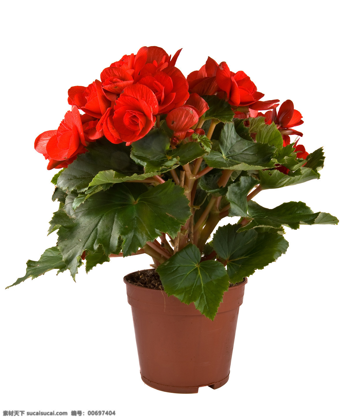 鮮艷 鮮花 花盆 紅花 鮮艷花朵 美麗鮮花 漂亮花朵 花卉 鮮花攝影 花草樹木 生物世界