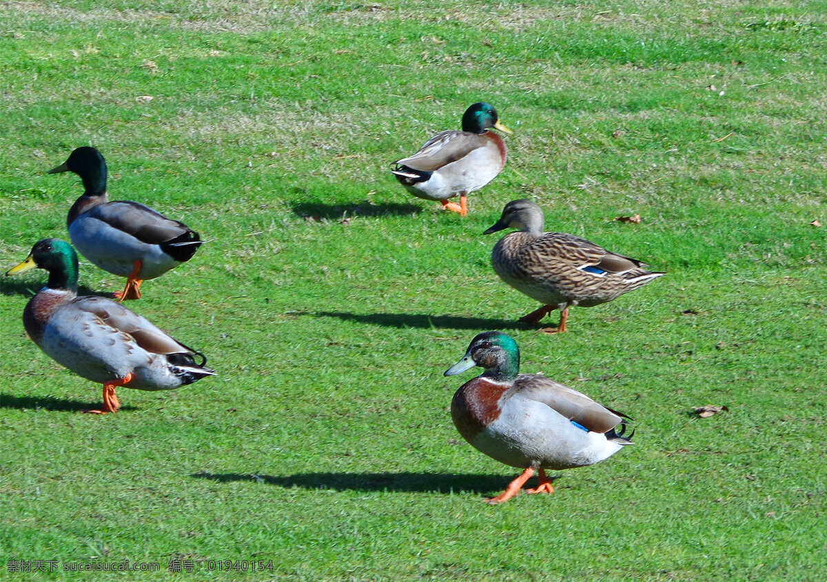 新西兰 野鸭湖 风光 绿地 草地 草坪 野鸭子 群鸭 憨态 新西兰风光 生物世界 鸟类 绿色