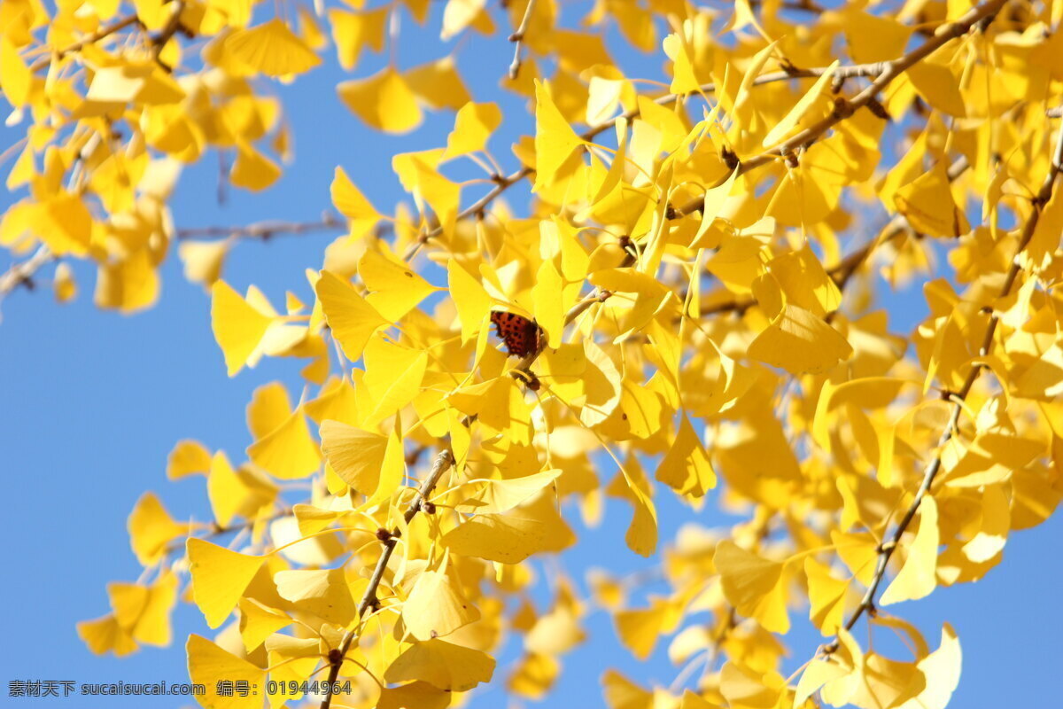 秋天 蓝天 白云 银杏叶 黄色 蝴蝶 自然景观 自然风景