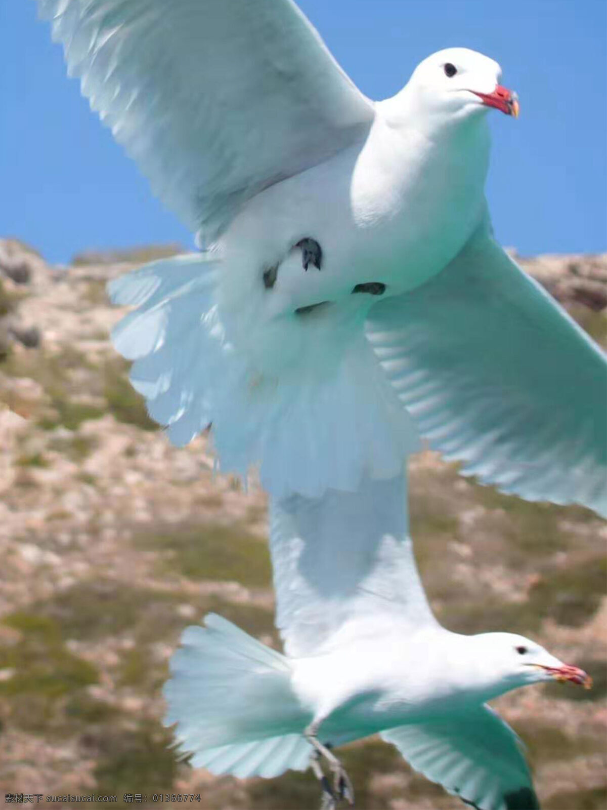 鸽子图片 鸽子 动物 信鸽 飞行动物 生物世界 鸟类