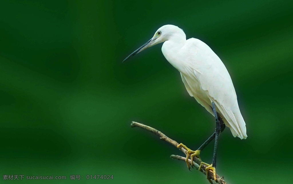 鷺鷥 白鷺 鳥 白色鳥 鷺 美麗的鳥 漂亮的鳥 生物世界 鳥類