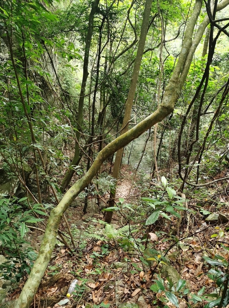 山林 景色 原始森林 綠色 自然 深山 森林 密林 叢林 戶外 登山運動 徒步 農(nóng)村 自然風景 自然景觀