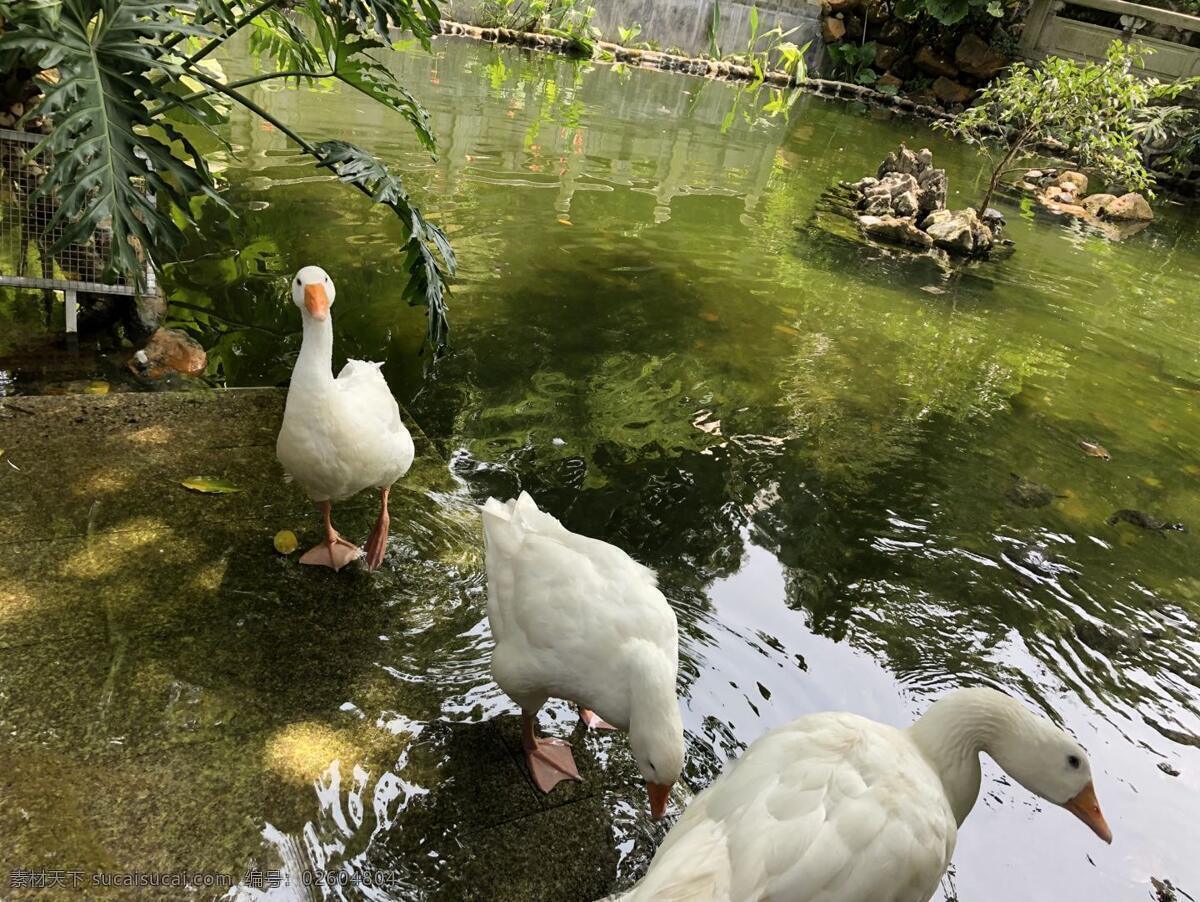 生態(tài) 大 白鵝 鵝 大白鵝 綠色 溪邊 生物世界 家禽家畜