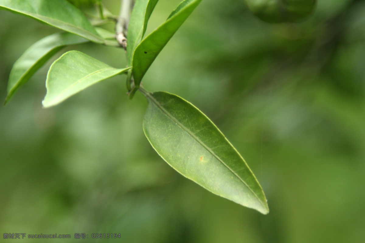 綠色植物 柑橘 桔子 樹(shù)葉 綠色 植物 橘子樹(shù)葉 葉脈 大光圈 虛化背景 嫩葉 靜物 生物世界 樹(shù)木樹(shù)葉