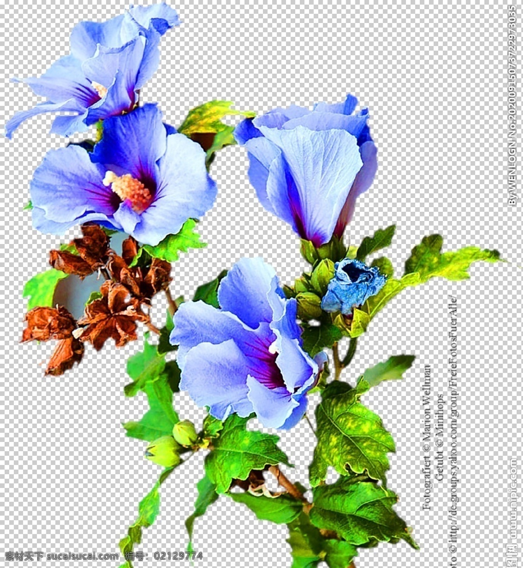 鮮花裝飾圖片 鮮花裝飾 小清新花朵 花朵底紋 鮮花花朵素材 花朵 彩色 粉玫瑰 紅玫瑰 矢車菊 勿忘我 桔梗 百合 風(fēng)信子 郁金香 康乃馨 裝飾 真花 唯美 清新 花店裝飾 百合花 花朵素材 底紋邊框 花邊花紋 植物花草 紡織印花 花卉