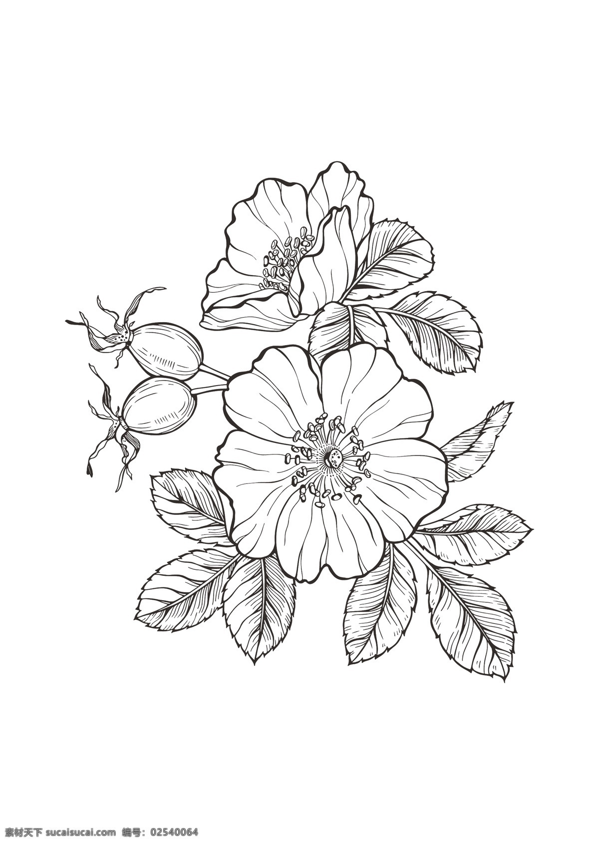 线描 野蔷薇 花卉图片 白描 线稿 矢量花卉 花卉白描 蔷薇花 包装花卉素材 花卉设计素材 包装设计
