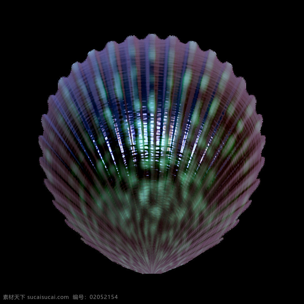 漂亮 颜色 花纹 贝壳 免 抠 透明 图 层 海螺简笔画 海螺摄影 贝壳素材 贝壳海星 失量图贝壳 动物的海洋 海洋动物图片 海边贝壳 沙滩海螺 贝壳海螺