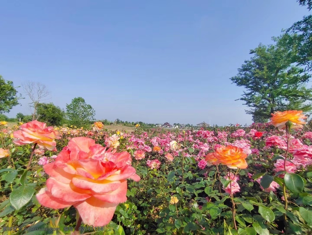 法国玫瑰 玫瑰 黄玫瑰 玫瑰花海 花博会 花丛 风景照片 旅游摄影 自然风景