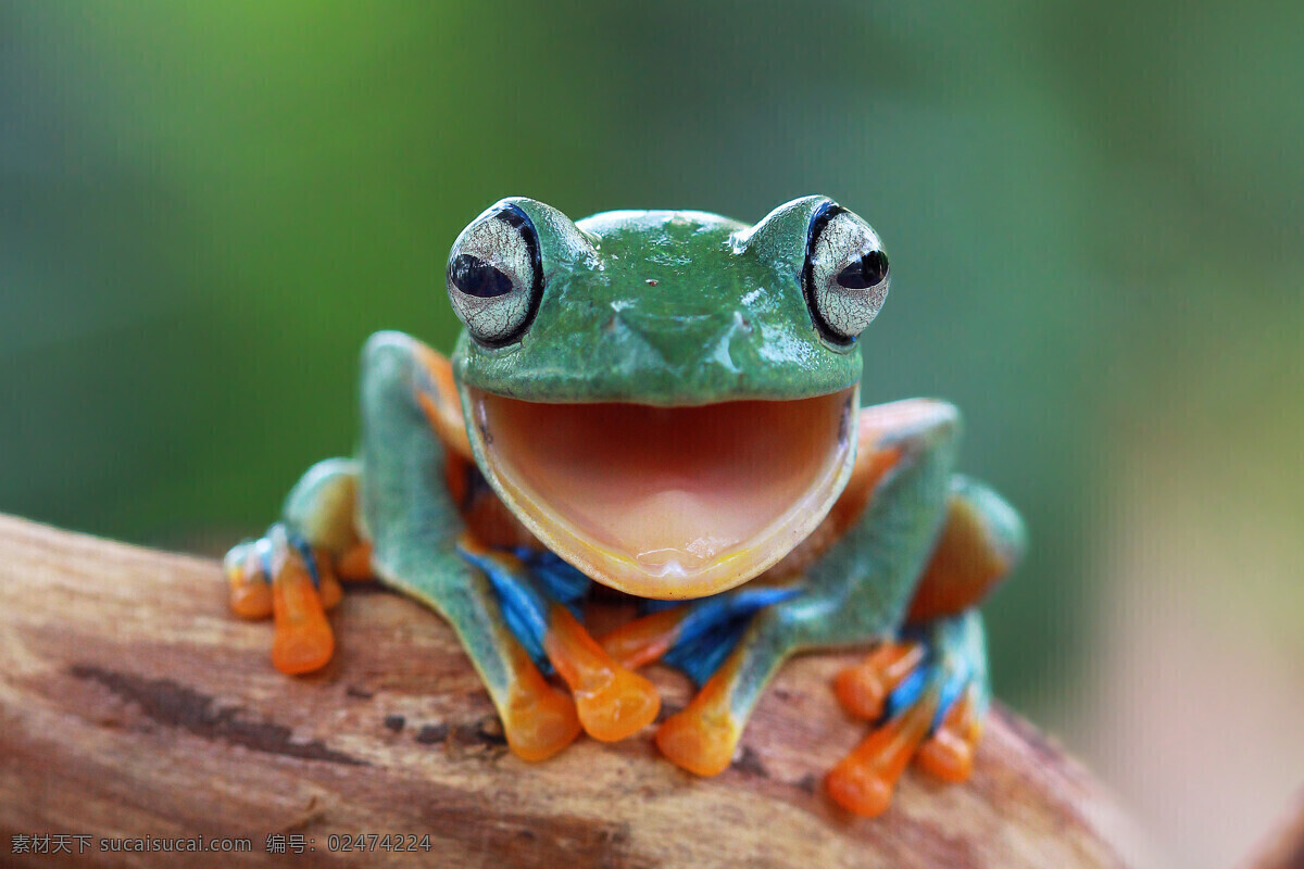 唯美 炫酷 可爱 野生 树蛙 生物世界 野生动物