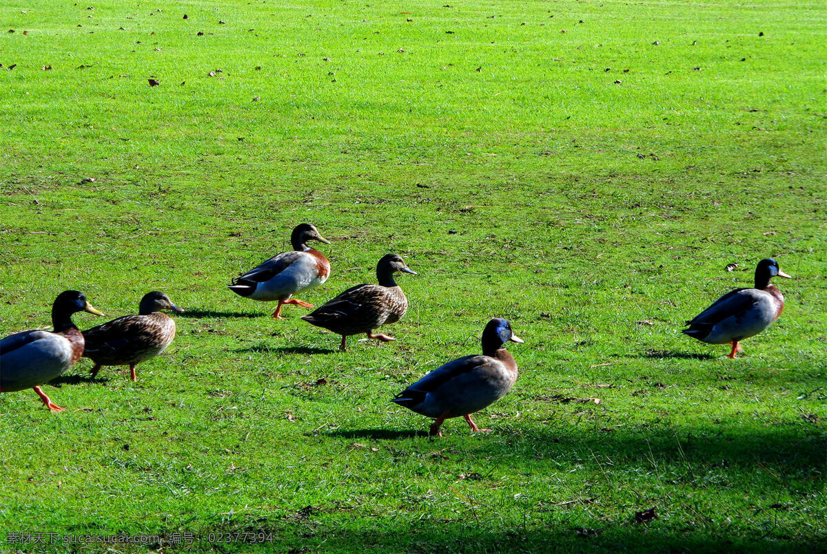 新西兰 野鸭湖 风光 绿地 草坪 草地 野鸭子群鸭 憨态 散步 新西兰风光 生物世界 鸟类 绿色