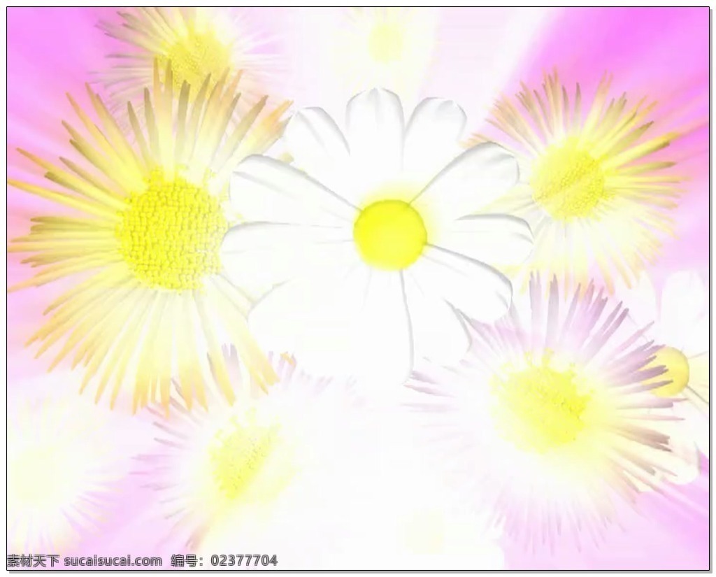 黄白色 雏 菊 视频 高清视频素材 视频素材 动态视频素材 黄色 白色 雏菊