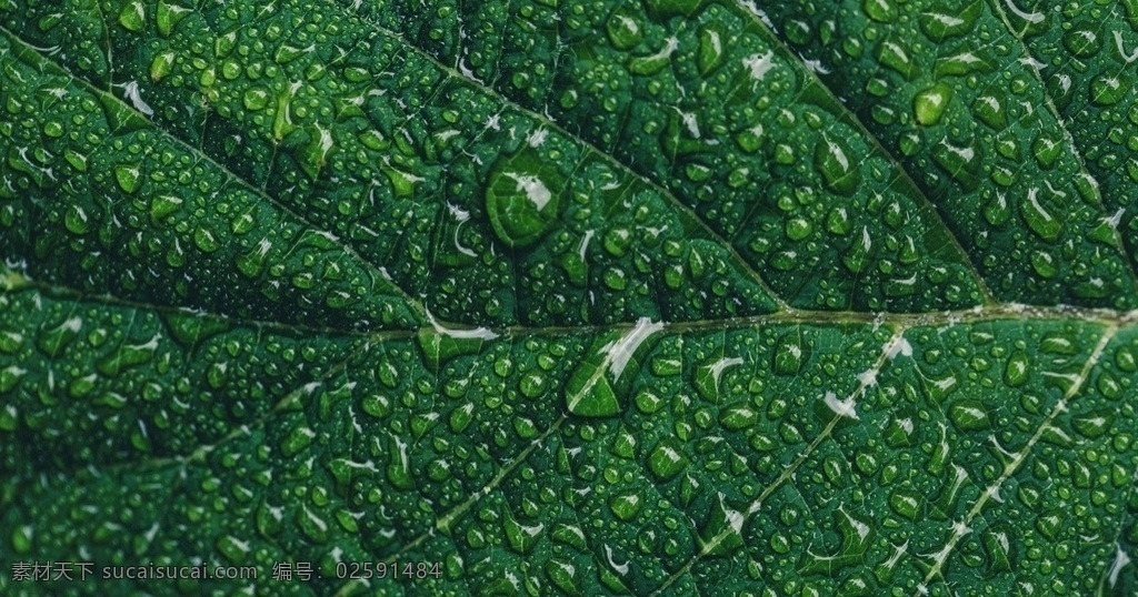 高清 4k 水滴 树叶 植物素材 水 绿色 小水滴 生物世界 树木树叶