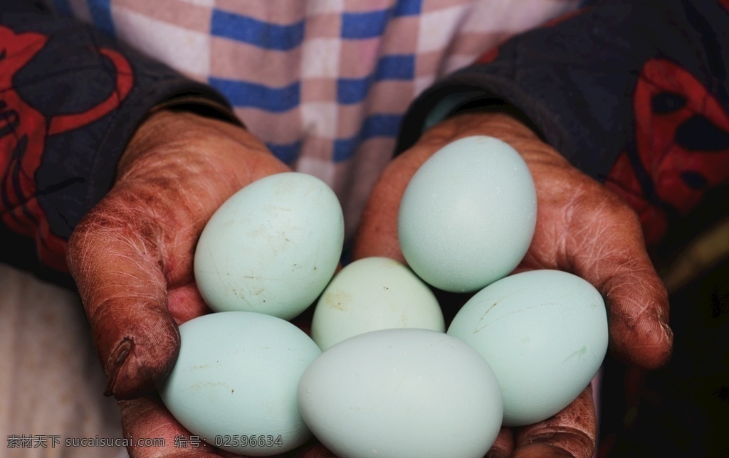 绿壳鸡蛋图片 鸡蛋 绿壳鸭蛋 土鸡蛋 农村土鸡 鸡蛋图片 生态鸡蛋 食物拍摄 餐饮美食 食物原料