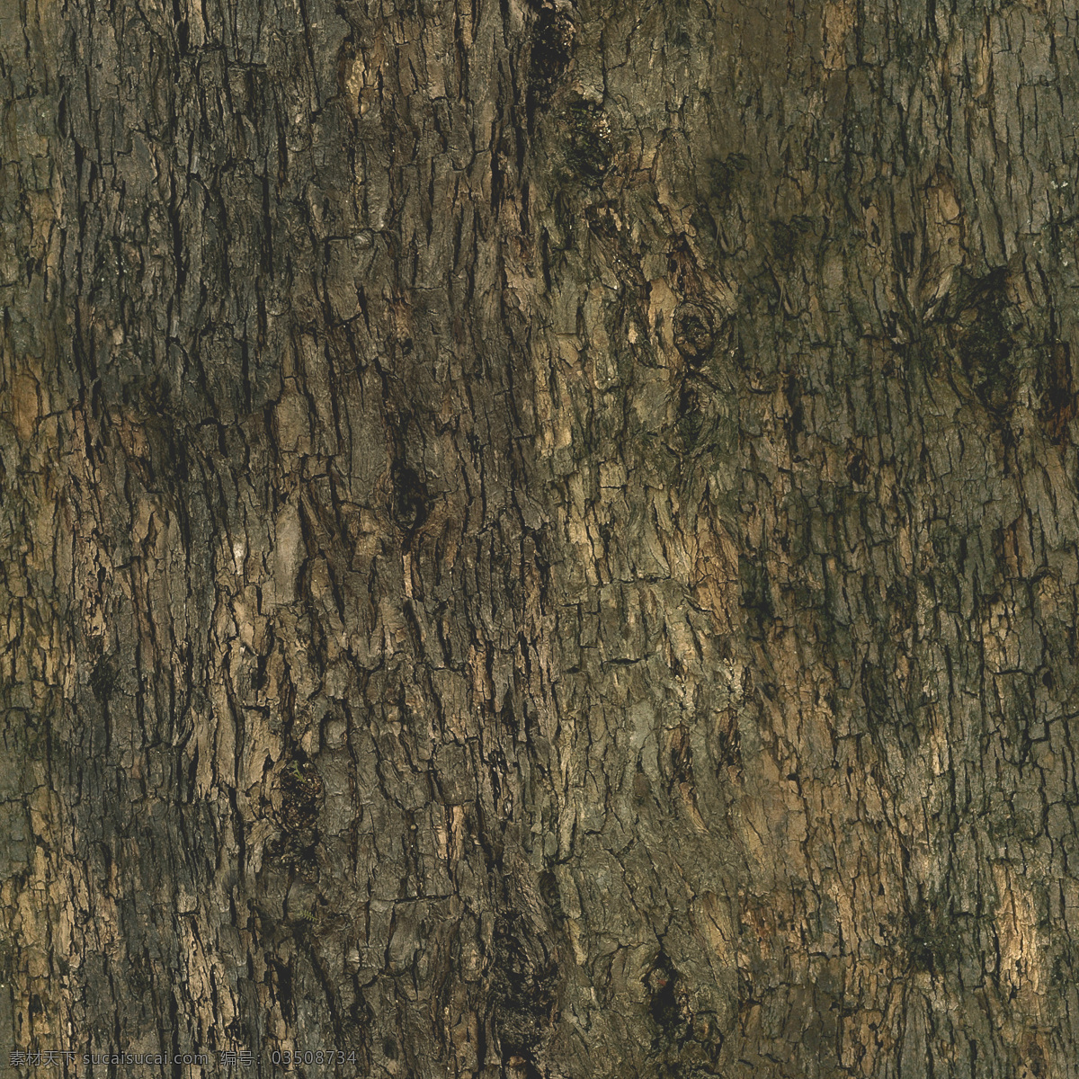 tree 帶 貼圖 robur 高 精細(xì) 夏 櫟樹 quercus 樹 植物模型 樹木模型 3d模型素材 動(dòng)植物模型