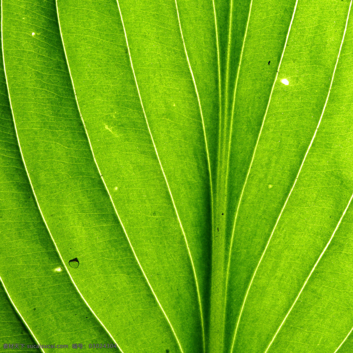 微 距 叶脉 绿色植物 微距 绿色 环保 生物世界 树木树叶