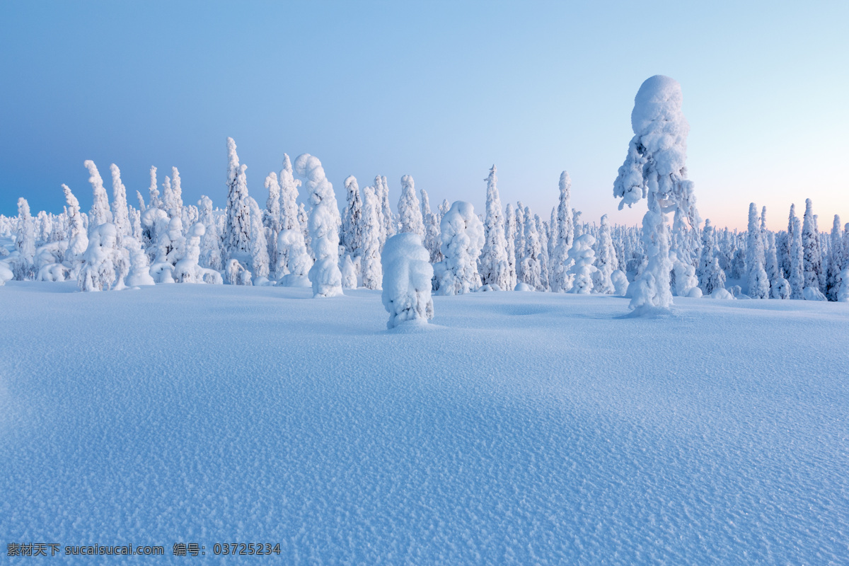 美麗 樹(shù)林 雪地 風(fēng)光 雪景 風(fēng)景攝影 美麗景色 冬天風(fēng)景 雪地風(fēng)景 積雪 白雪 樹(shù)林風(fēng)景 冬季風(fēng)光 陸地動(dòng)物 生物世界
