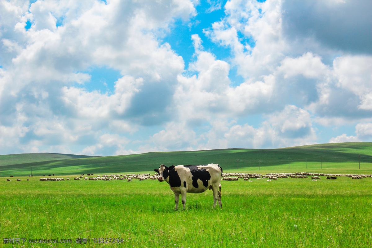 呼伦贝尔 大 草原 大草原 蓝天 白云 牛羊 自然景观 自然风景
