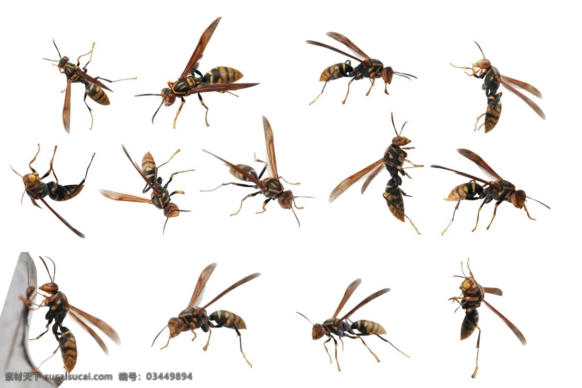 大 黄蜂 马蜂 大黄蜂 马蜂摄影 蜂摄影 蜂 各种蜂 瞎眼蒙 图文素材 生物世界 昆虫