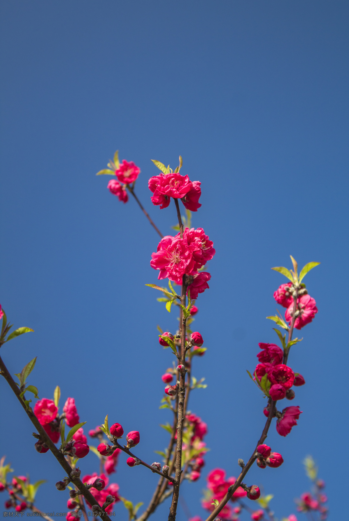 常见 鲜花 碧桃 桃花 花朵 春天 立春 春 季节 植物 商用 风景 风光