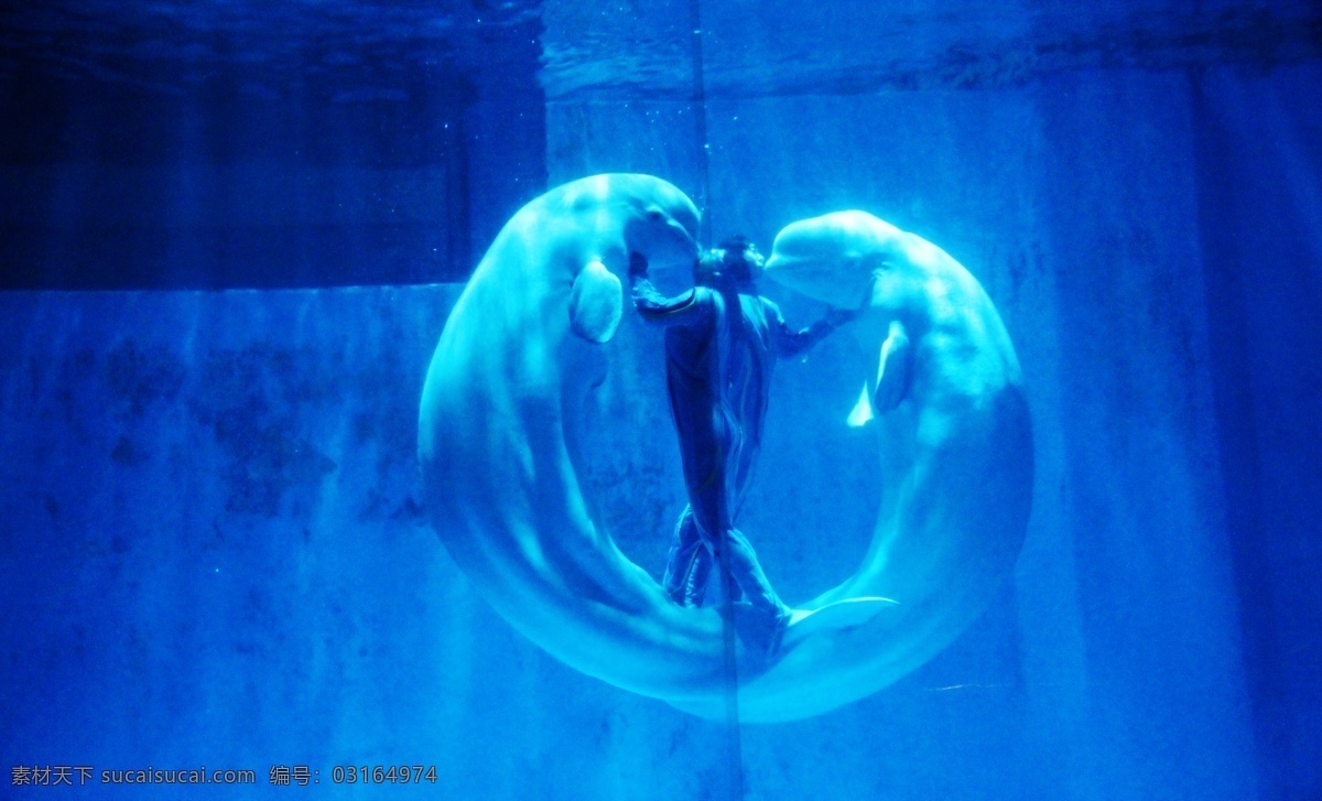 哈爾濱極地館 哈爾濱 極地館 天使之吻 海洋之心 海洋 海洋生物 海洋動(dòng)物 動(dòng)物 白鯨 鯨魚(yú) 白鯨表演 鯨魚(yú)表演 人魚(yú)之戀 哈爾濱風(fēng)景 生物世界