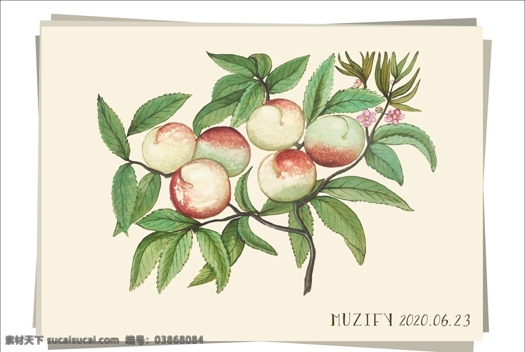 桃子树 水果图鉴 桃子 水蜜桃 油桃 水果 彩色图稿 花卉 植物图鉴 生物世界