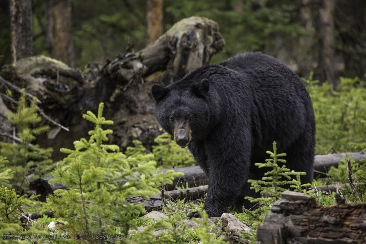 凶猛 黑熊 凶猛的黑熊 大黑熊 黑瞎子 大熊 熊熊 亚洲熊 野生动物 保护动物 珍惜动物 生物世界