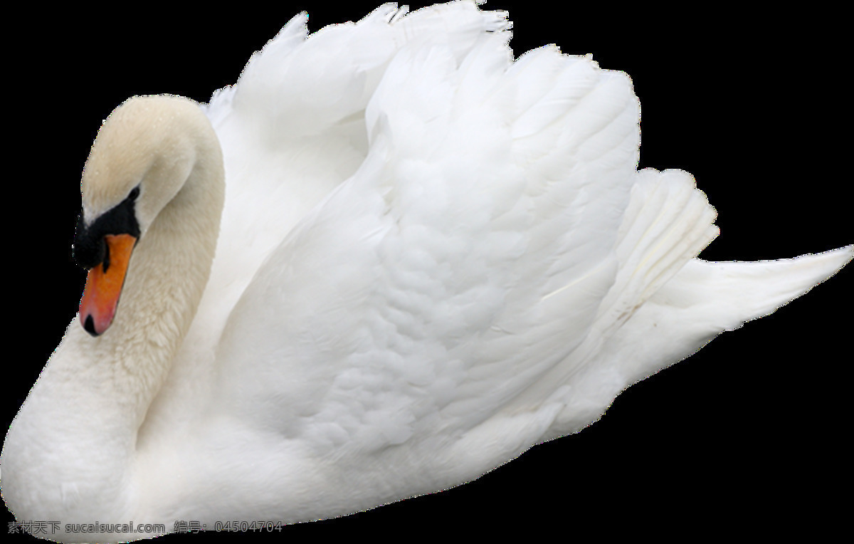 天鵝圖片 天鵝 黑天鵝 白天鵝 鵝 大天鵝 灰天鵝 小天鵝 鵠 png圖 透明圖 免扣圖 透明背景 透明底 摳圖 生物世界 野生動(dòng)物
