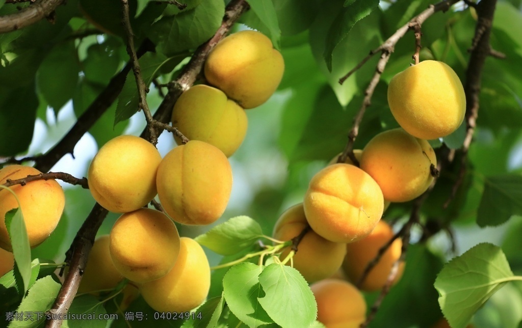 黄杏熟了图片 杏 黄杏 黄杏熟了 水果 瓜果梨桃 生物世界