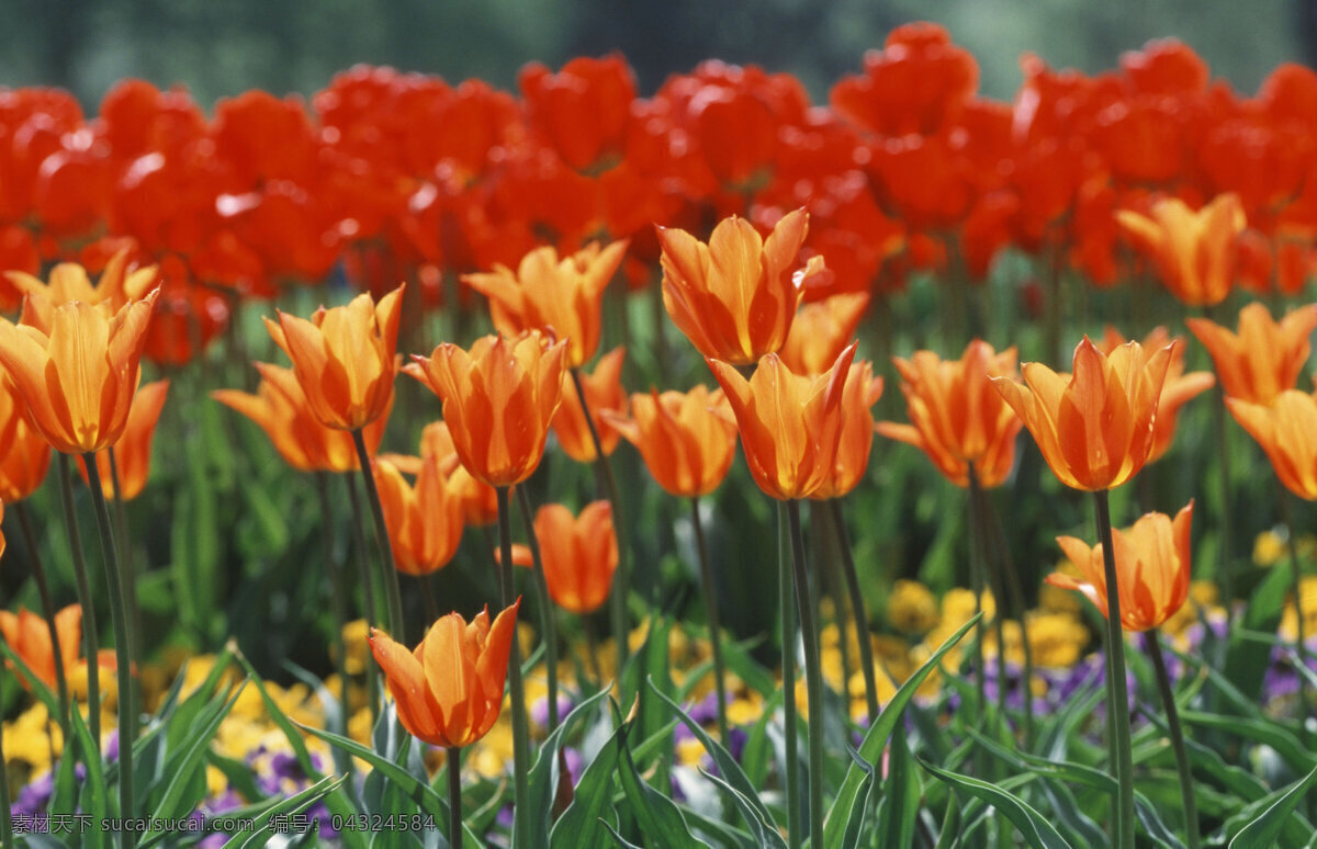 美丽郁金香 郁金香 花卉 鲜花 花朵 花园 美丽风景 摄影图 花草树木 生物世界 红色