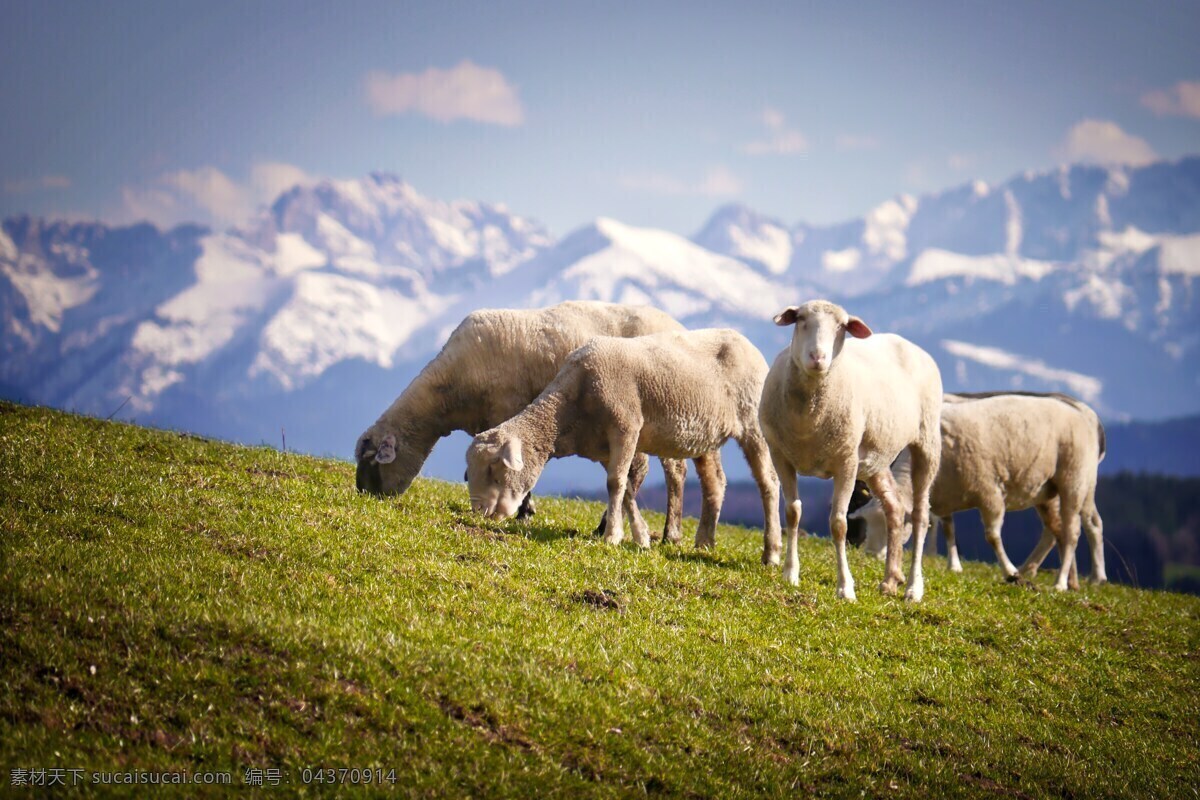 觅食的羊群 羊群 觅食 草原 高山 家禽 自然生物 生物世界 家禽家畜