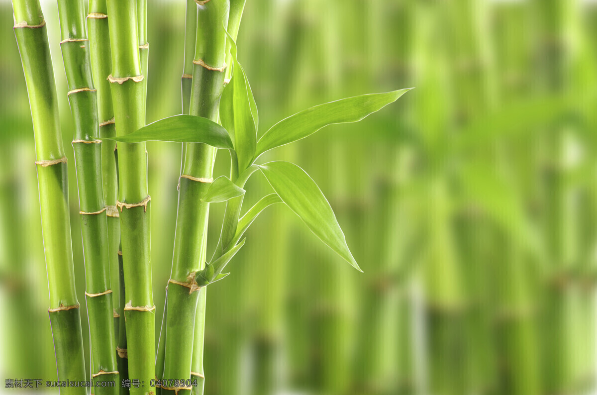 竹子 竹林 景色 高清 梦幻背景 绿色 竹林图片 绿色竹林 竹节 青竹 植物 生物世界 树木树叶