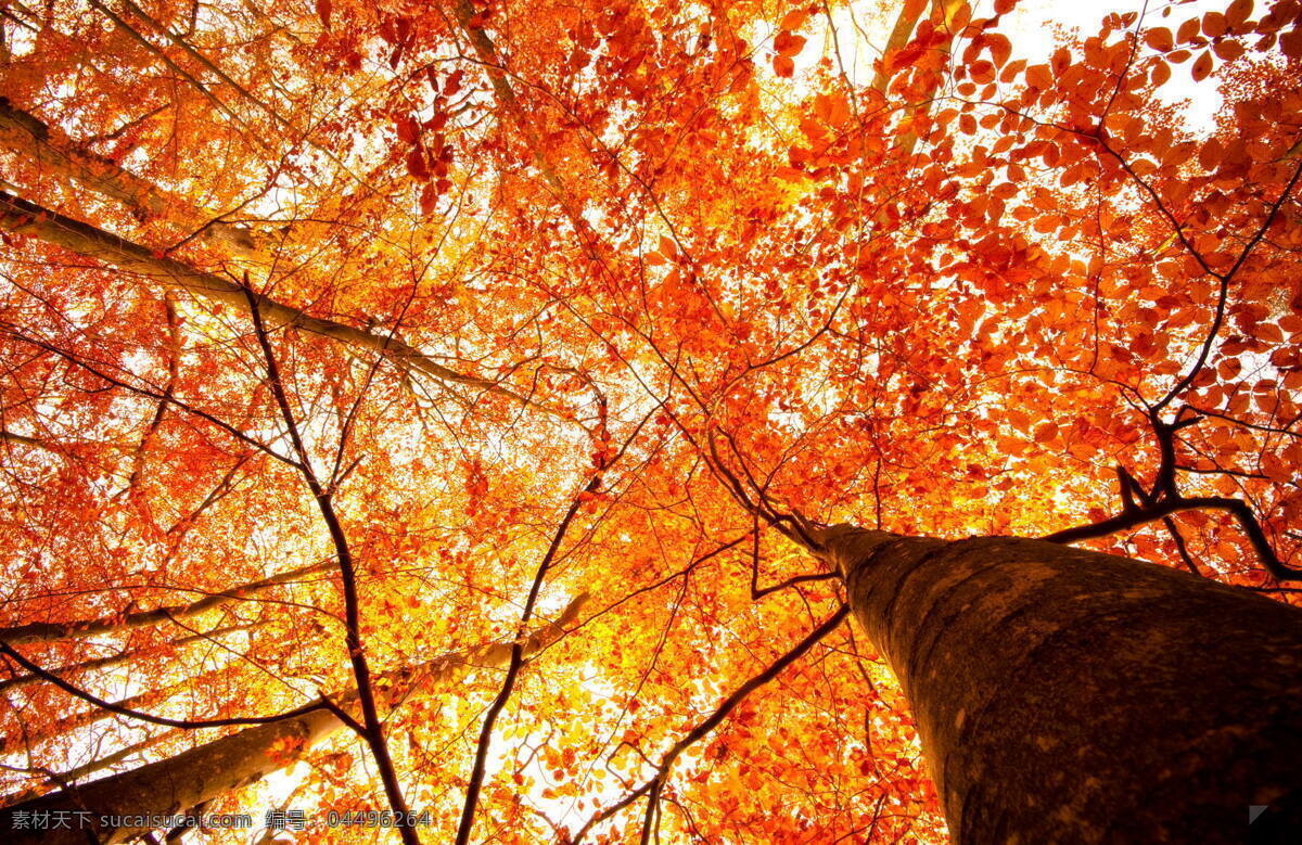秋天红叶 秋天 红叶 参天 大树 树枝 摄影专辑 生物世界 树木树叶