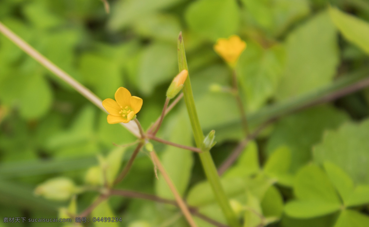 黄色 花朵 特写 照片 野花 鲜花 风景 风光 摄影图 文艺 植物