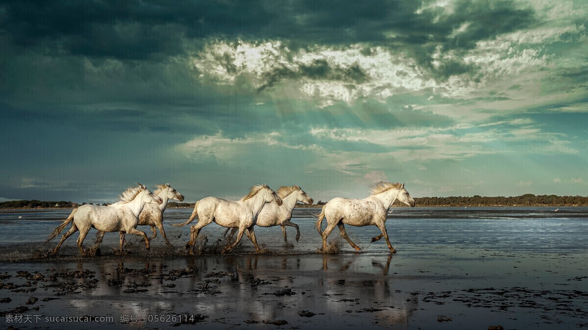 河滩 奔跑 白马 群 光束 河水 马 生物世界 野生动物