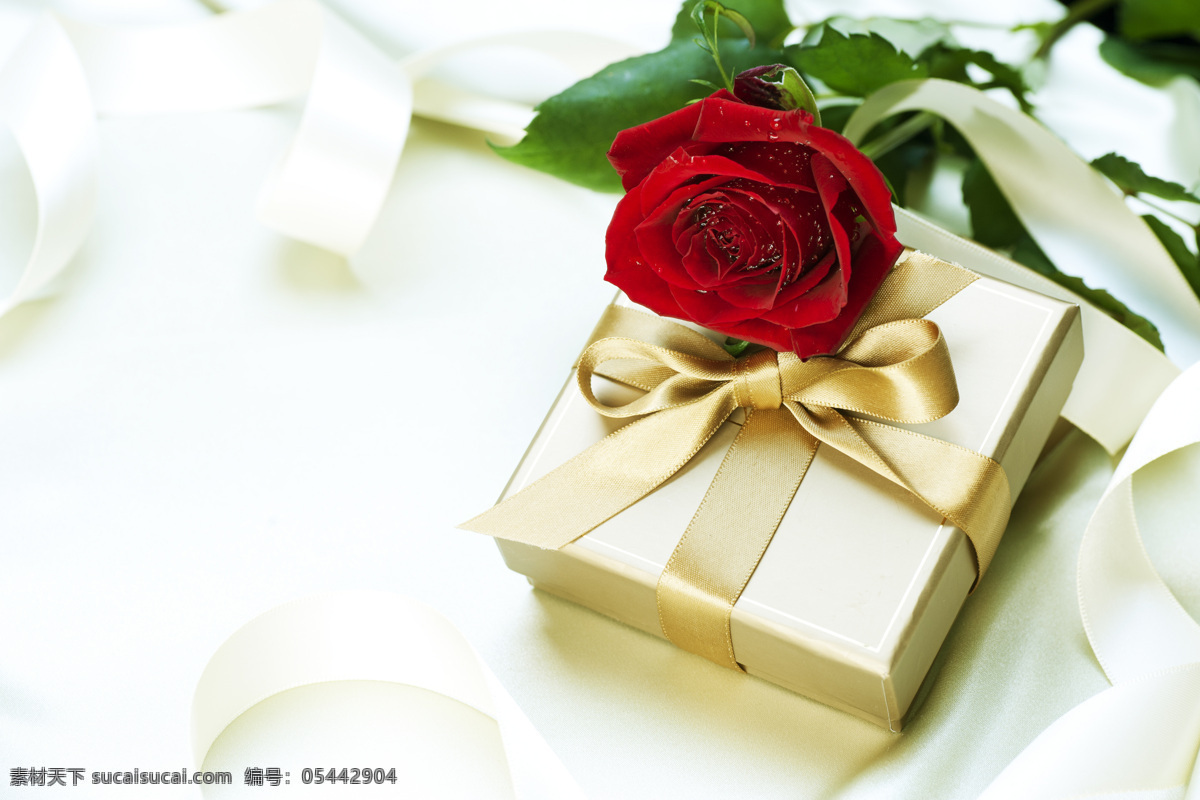 鮮花與禮物 玫瑰花 花朵 鮮花 禮物 禮品 禮包 情人節(jié)禮物 浪漫 溫馨 節(jié)日慶典 生活百科 白色