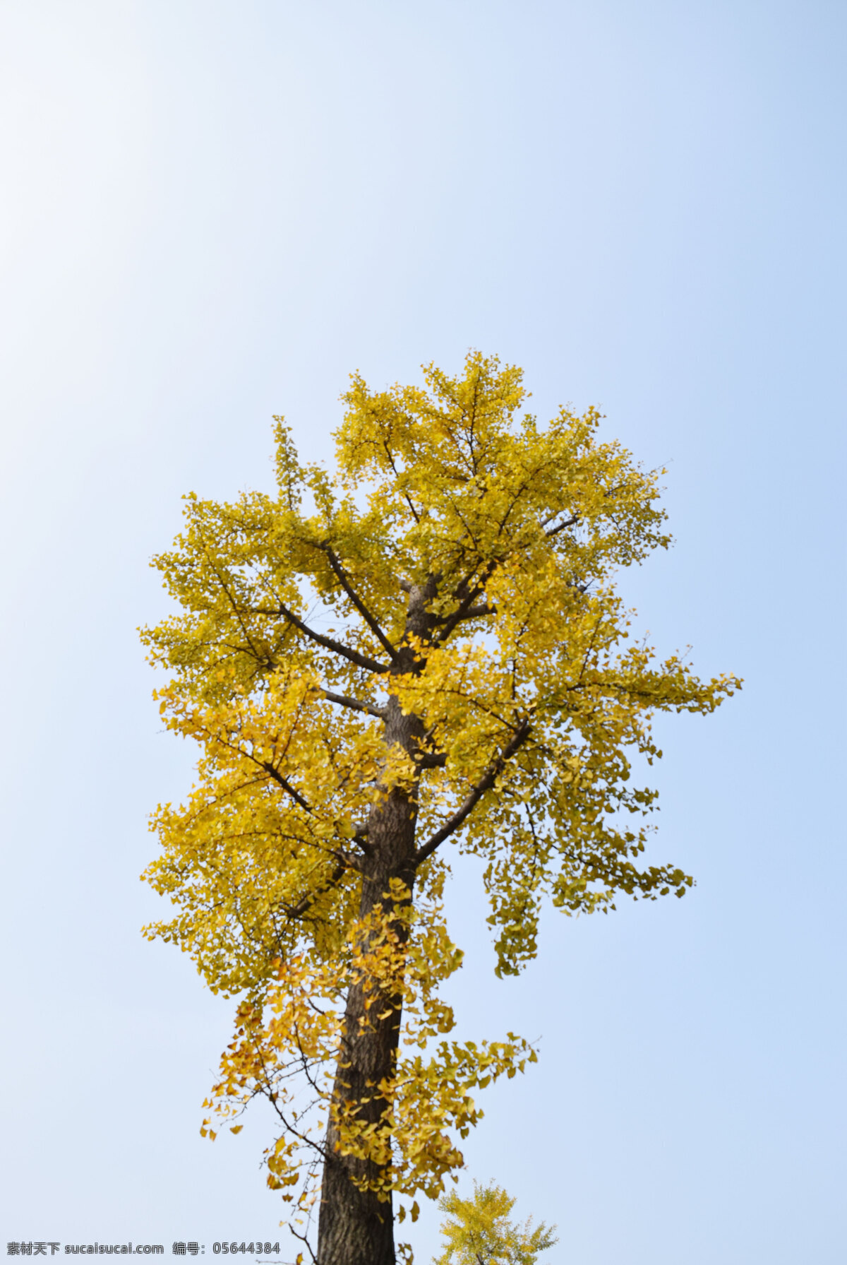 黄叶 银杏树 秋天 仰视大树 树木 秋叶 生物世界 树木树叶