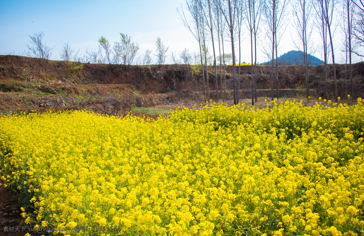 春天 油菜花 自然风景 户外 摄影图片 油菜花节 油菜花海报 油菜花背景 油菜花摄影 油菜花喷绘 油菜花广告 油菜花宣传 油菜花旅游 油菜花素材 油菜花设计 油菜花外景 油菜花照相 油菜花种植 油菜花策划 油菜花活动 油菜花旅行 油菜节 油菜花之旅 油菜花特写 生物世界 花草